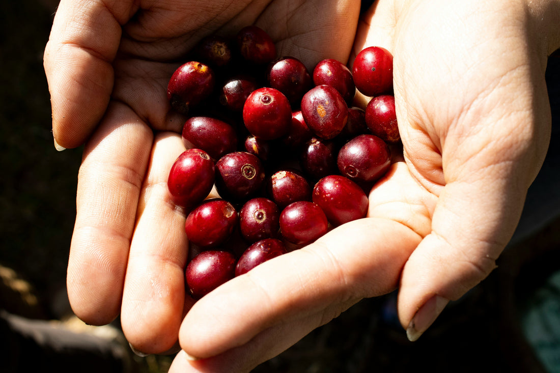 Coffee Harvest Calendar