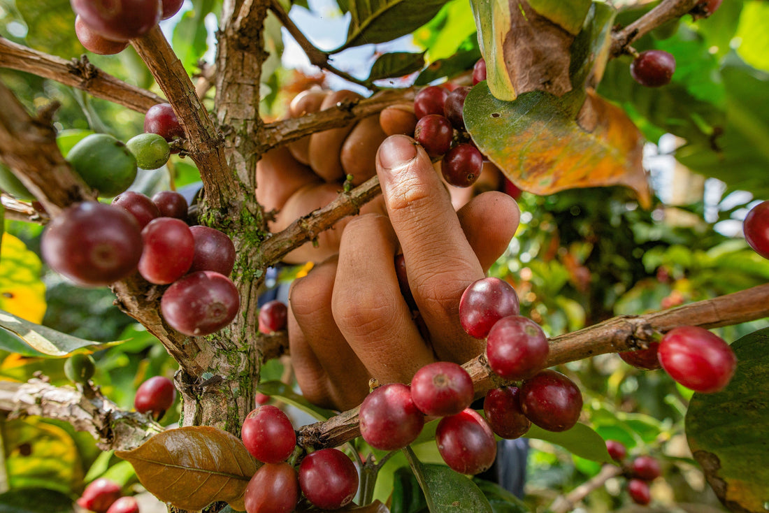 Decolonising Coffee