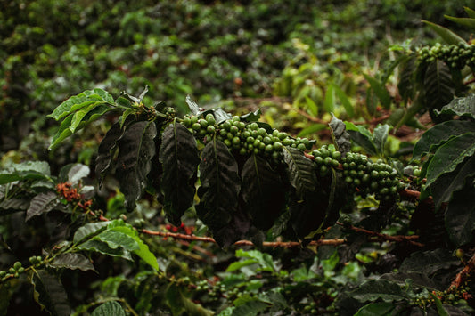 Why are coffeeprices rising?