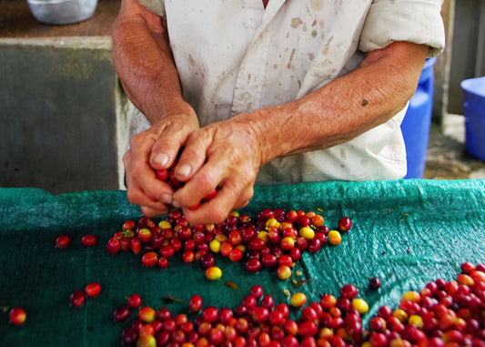 Community Partnership: La Guadalupe