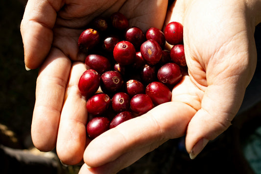Coffee Harvest Calendar