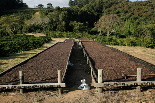 2024–2025 Global Coffee Harvest Overview